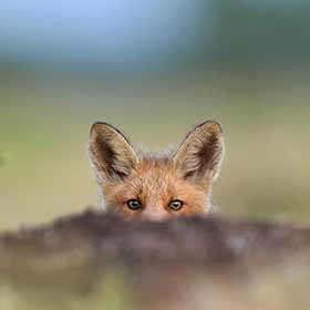 miniature-Fiche-conseil-connaissance-du-renard-roux-nature-et-camouflage-expert-en-camouflage-olfactif