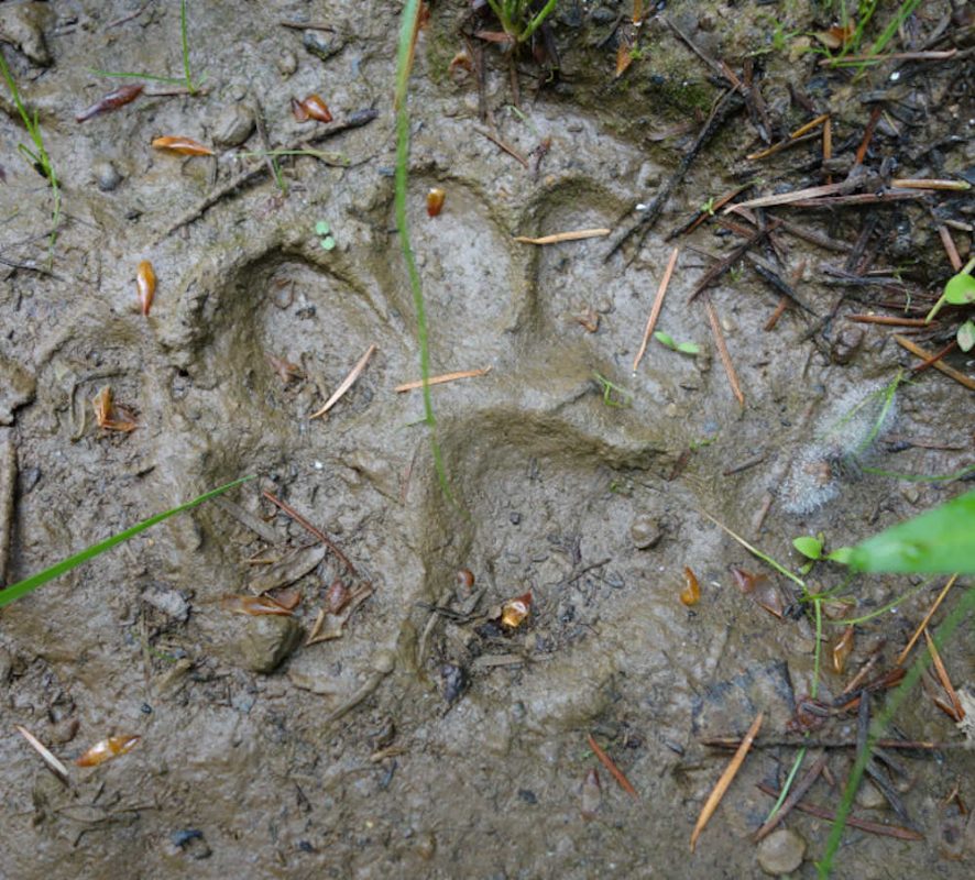 empreinte-chat-forestier-sauvage- nature-et-camouflage