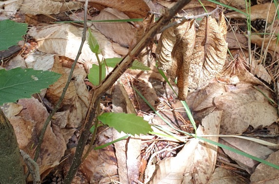 frottis-baulou-brocard-zoom-nature-et-camouflage