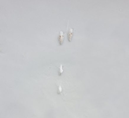 empreinte-neige-lièvre-nature et camouflage