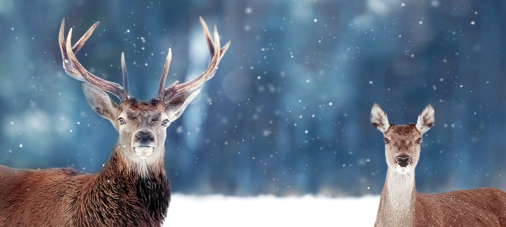cerf-elaphe-nature-et-camouflage-biche-cerf-sous la neige