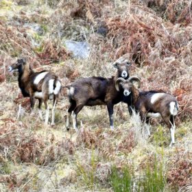 mouflon mediterraneen, Ariège, Pyrénées, France, nature&camouflage